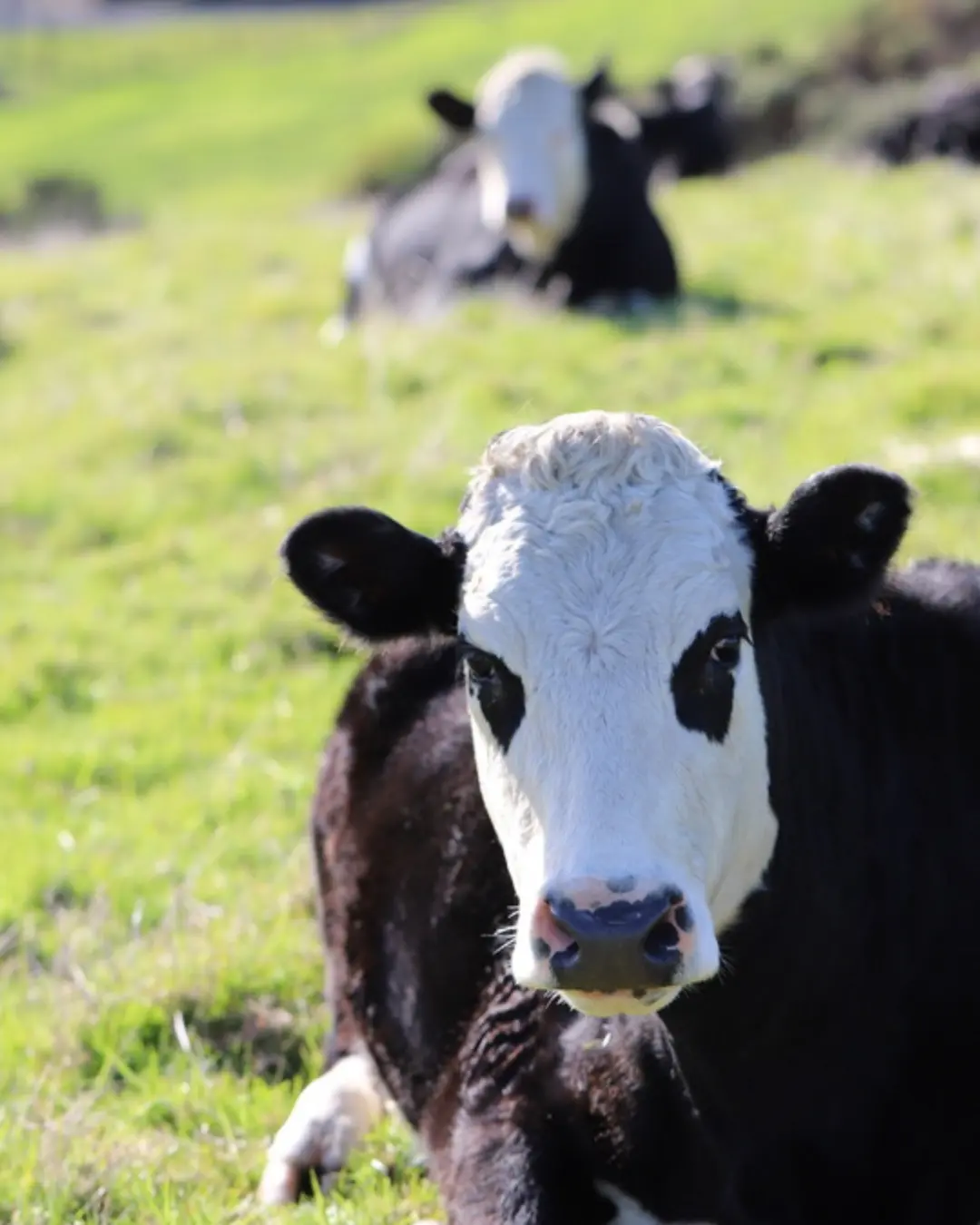 3 orbit social totally digital marketing | Totally Digital